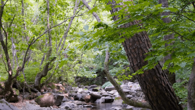 바위가 있는 고요한 숲