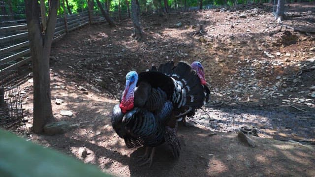 Two turkeys in an outdoor pen surrounded by a wooden fence