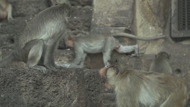 Monkeys Fighting on a Stone Structure in Ancient Temple