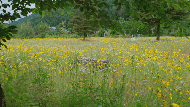 나무 아래 노란 꽃밭