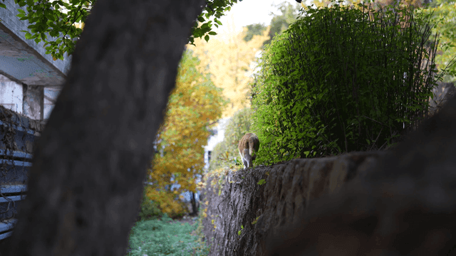 Back view of cat walking along garden fence