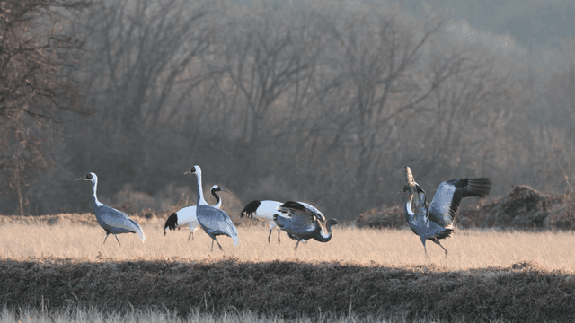 Cranes in a field with a forest backdrop