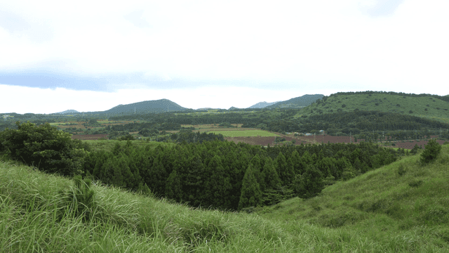 멀리 밭이 보이는 바람 부는 푸른 숲