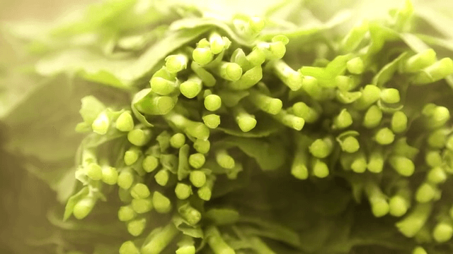Fresh green vegetables with dew drops