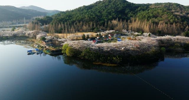 푸르름과 벚꽃으로 둘러싸인 호숫가의 아름다운 봄 풍경