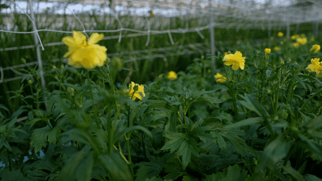 Yellow flowers blooming in a greenhouse