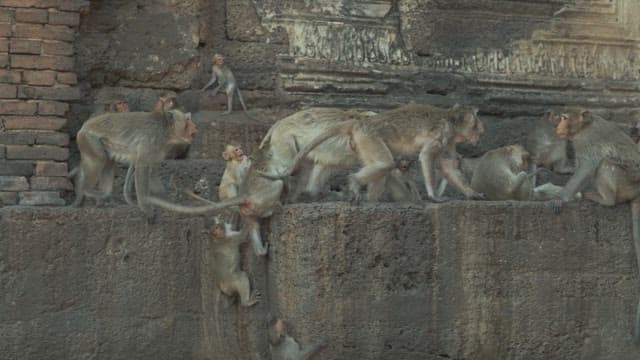 Monkeys Attacking Each Other in Stone Ruins