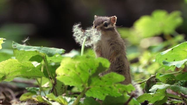 Squirrel Smelling a Dandelion in Forest