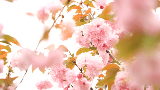 나뭇가지에 가득 핀 연분홍색 벚꽃