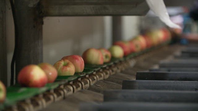 Apples being sorted on a conveyor belt in a factory