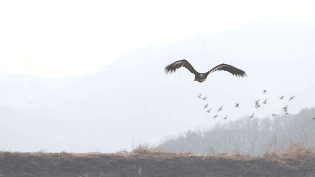 White-tailed eagle flying over grassland