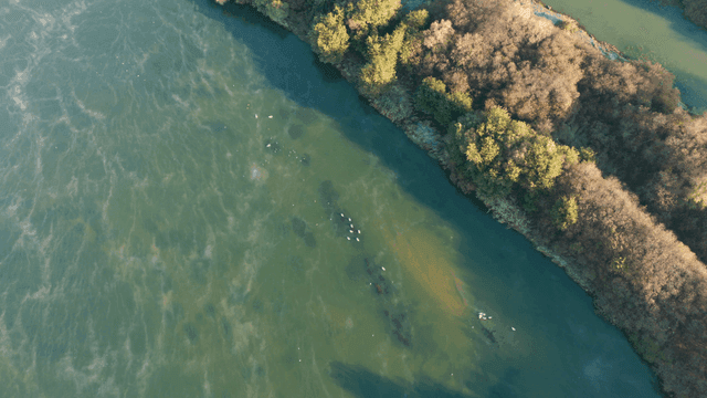 강과 주변 나무의 항공 뷰