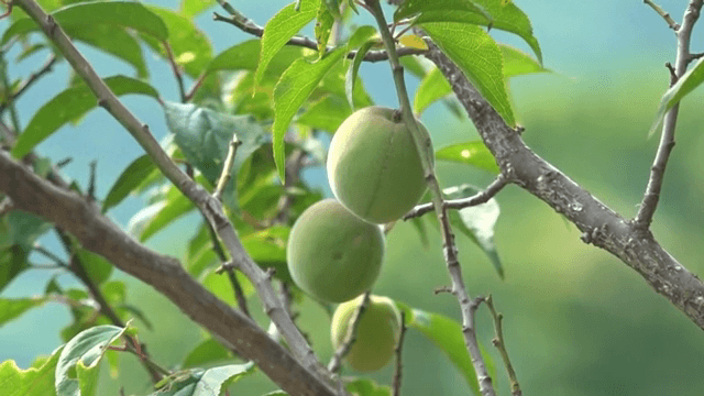 나뭇가지에 매달린 청매실
