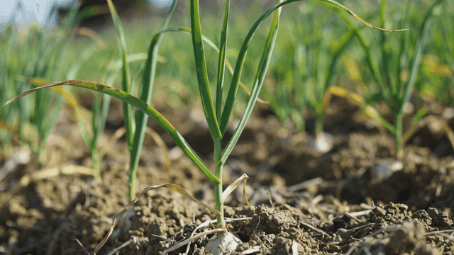 Young garlic plants growing in a field