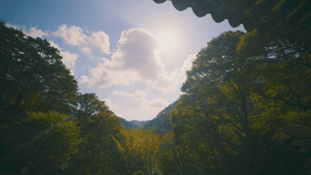 맑은 하늘과 고요한 숲