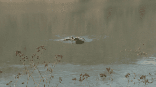 White-tailed eagle hunting at lakeside