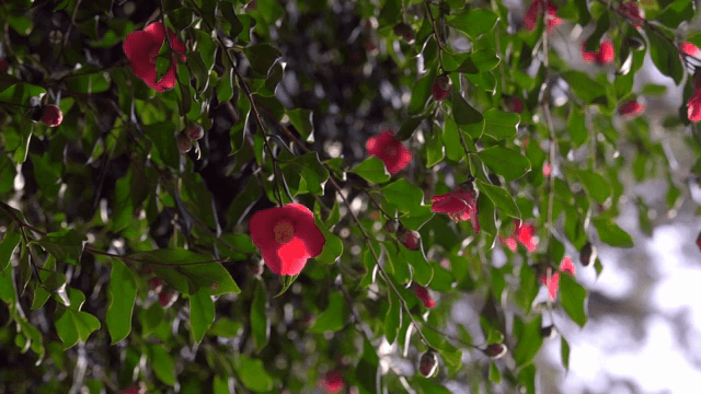 녹색 잎 사이의 붉은 동백꽃