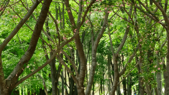 벚꽃이 흩날리는 푸른 숲