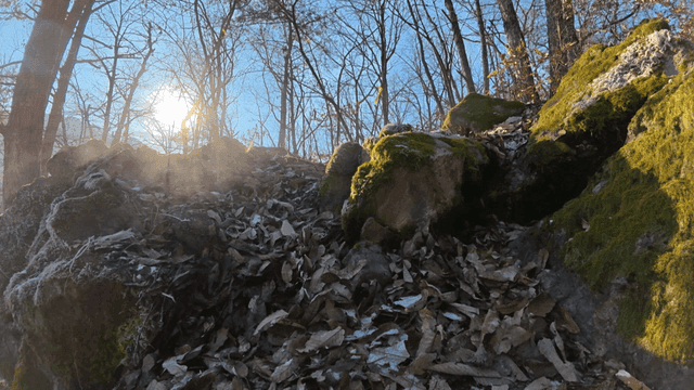 Sunlight filtering through a forest