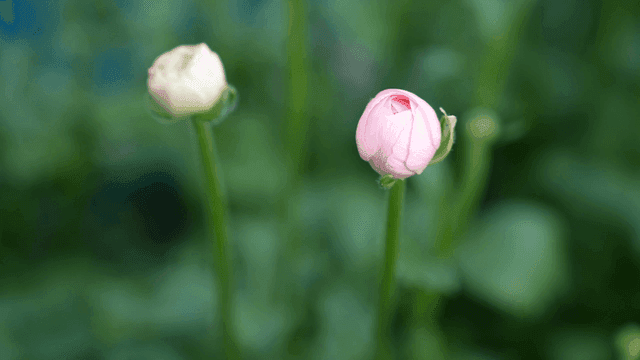 Pink flower buds in green garden
