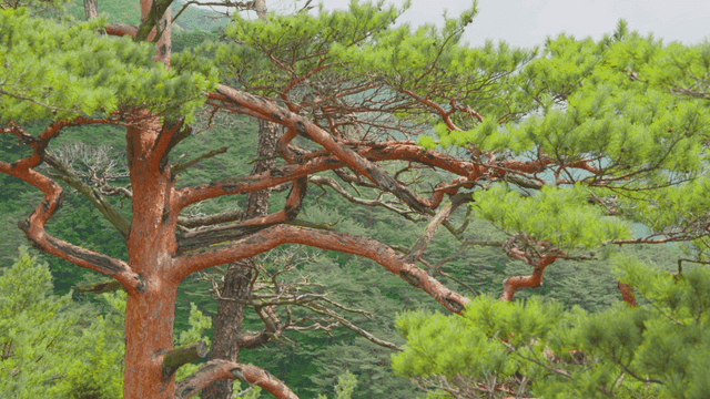 눈에 띄는 소나무가 있는 활기찬 숲
