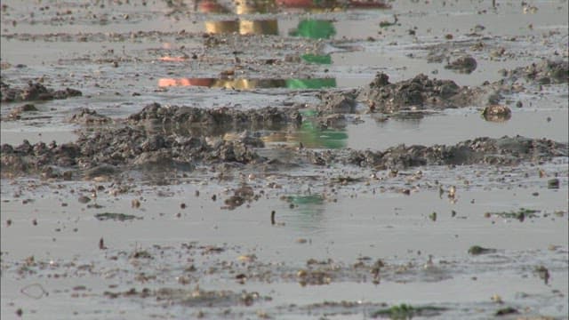 People Harvesting Shellfish at Low Tide