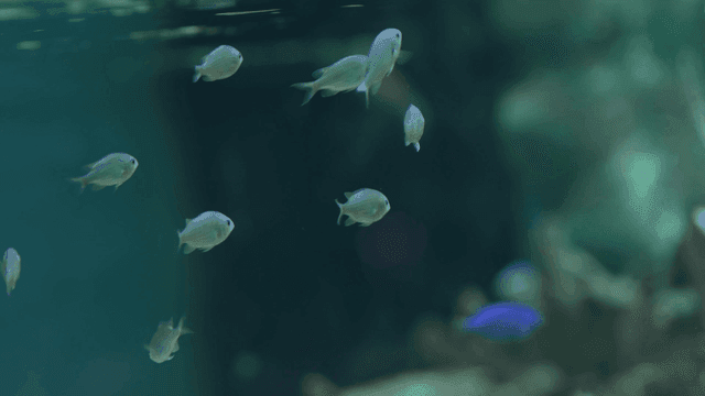 고요한 수족관에서 헤엄치는 물고기