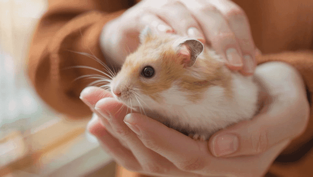 A hamster being gently held in hands