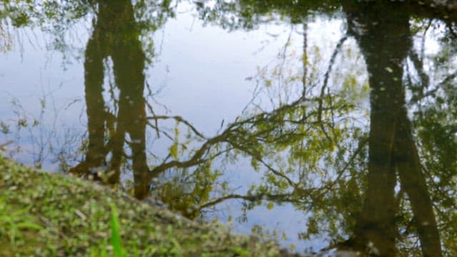 Quiet pond with trees reflecting on it