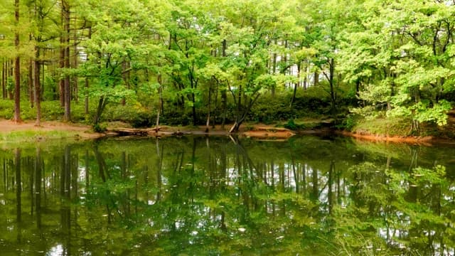 Tranquil Dorongi Pond surrounded by dense forest