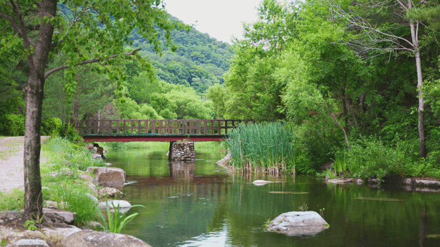 나무 다리가 있는 고요한 강