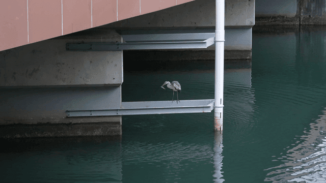Heron catching fish under bridge