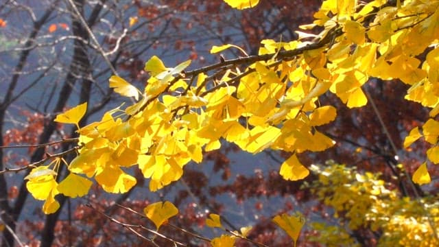 Vibrant yellow ginko leaves under sunlight