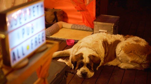 Dog resting on a wooden deck at night