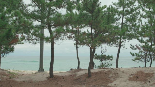 Serene Beach View through a Pine Grove