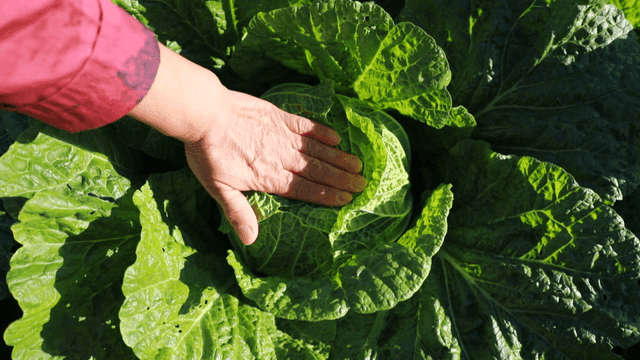 Hand inspecting a fresh cabbage