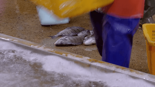 Rockfish picked up from fish market floor