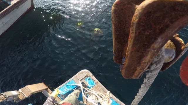 Harvesting mussels grown in a sea farm