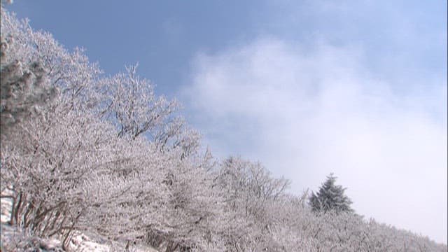 Snow-covered Trees Against a Cloudy sky