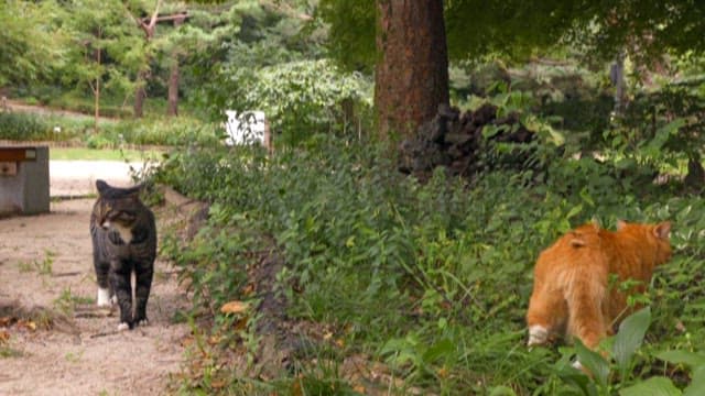 Cats wandering in a lush green park