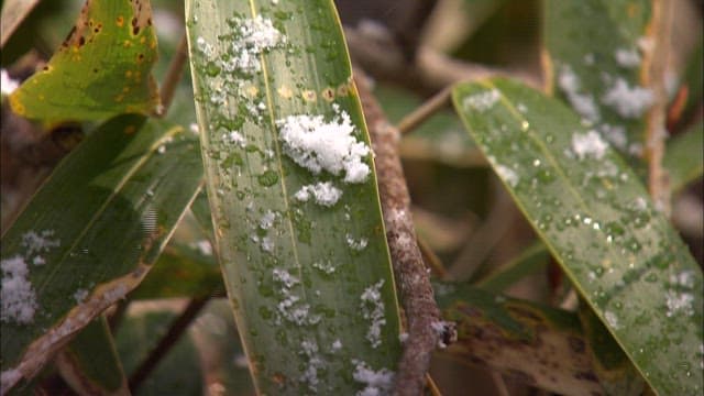 Snowflakes on Green Leaves