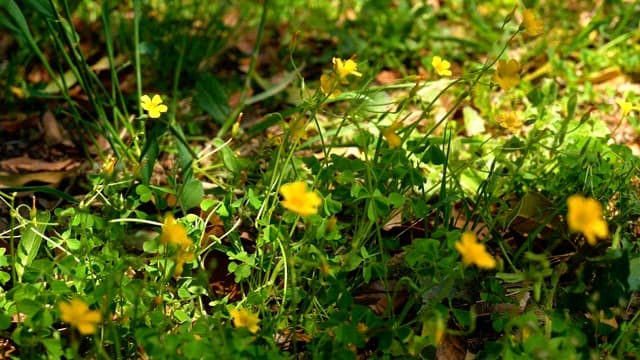 Yellow wild flowers blooming in a sunlit green field