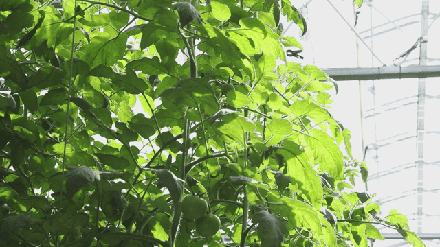 Green tomatoes growing in a greenhouse