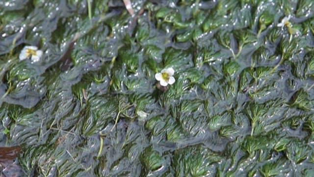 수생식물 속에서 피어난 꽃