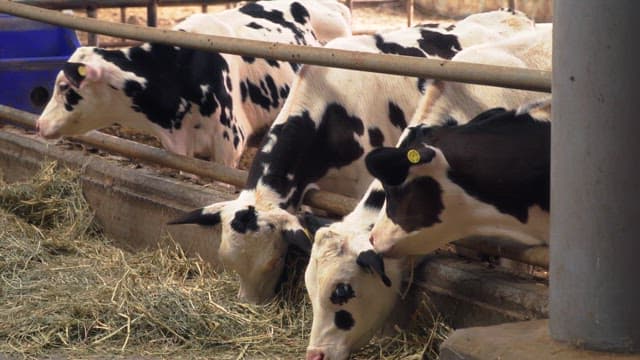 Dairy cows eating inside a metal fence in a barn