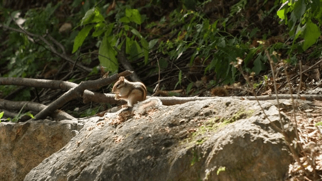 숲 속 바위 위에 앉아 있는 다람쥐
