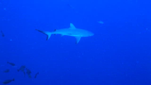 Shark and Fish Swimming in Deep Blue Sea