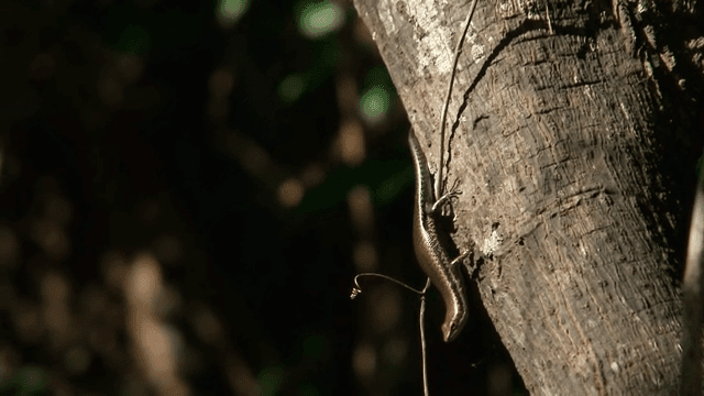 숲속 나무를 오르는 도마뱀