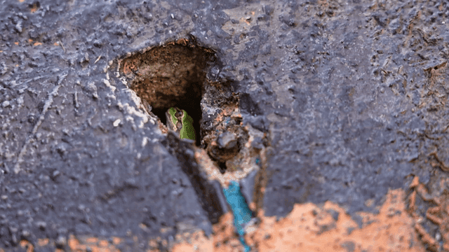 Small green frog peeking its face out of hole