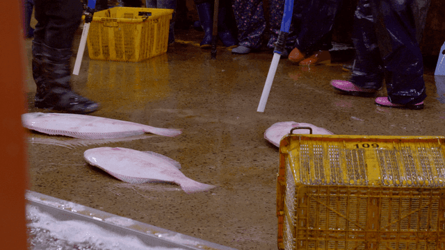 Fish market floor with fresh catch